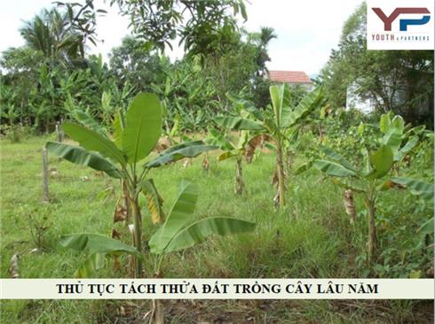 TÁCH THỬA ĐẤT TRỒNG CÂY LÂU NĂM TẠI VĨNH PHÚC