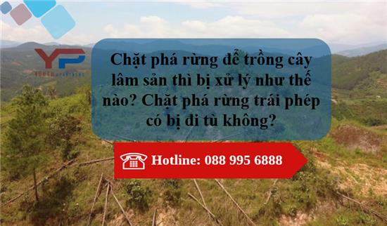 Chặt phá rừng để trồng cây lâm sản thì bị xử lý như thế nào? Chặt phá rừng trái phép có bị đi tù không?
